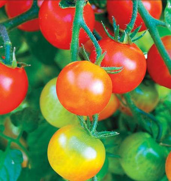 TM791 Tomato Tumbler Cherry
